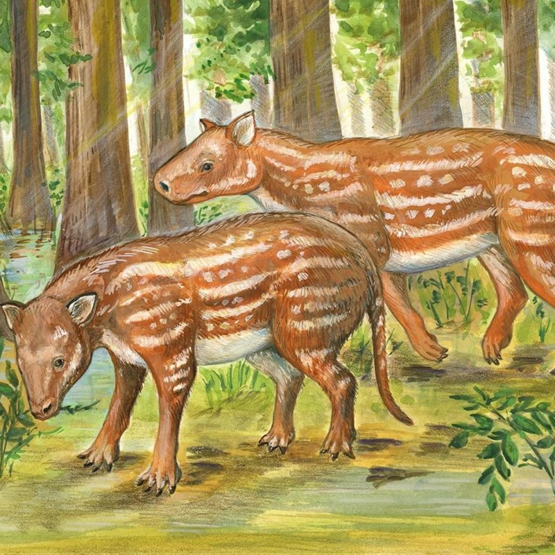 Cambaytherium; representación artística 