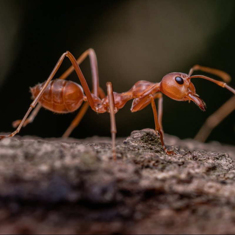 ¿Cuánto sabes sobre las hormigas?