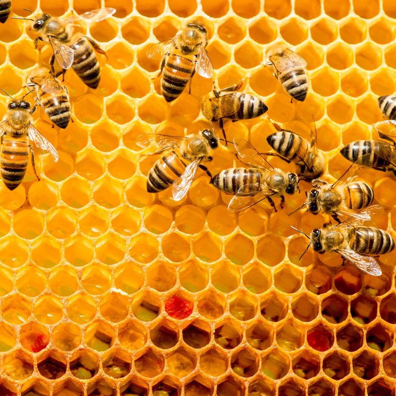 ¿Cuánto sabes sobre abejas?