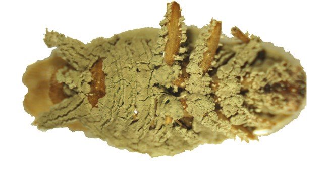 Cucaracha atacada por el hongo Metarhizium anisopliae