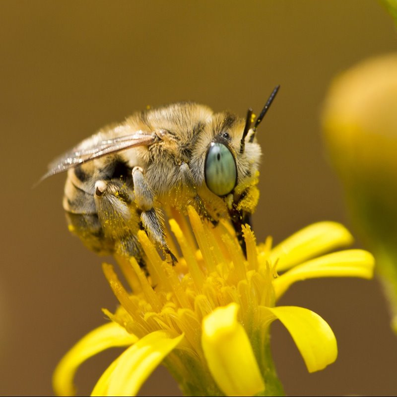 Científicos elaboran el primer mapa de la biodiversidad de las abejas 