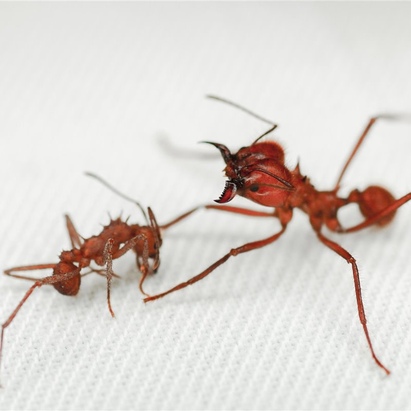 Esta hormiga tiene una coraza única