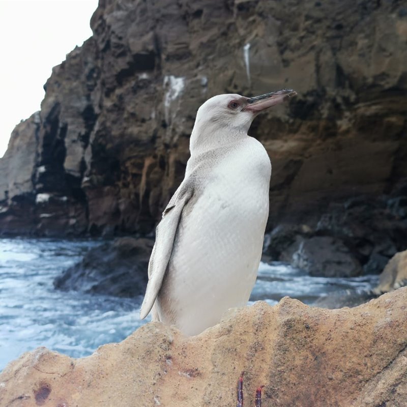 Avistado un raro pingüino completamente blanco en las islas Galápagos
