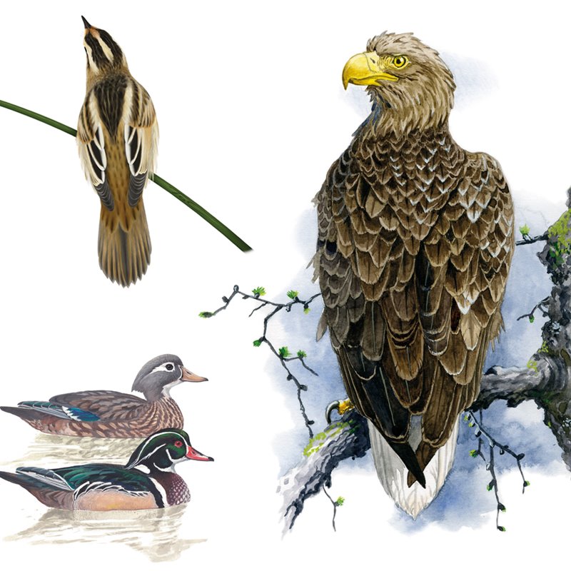 Publican el nuevo Atlas Europeo de las Aves Reproductoras