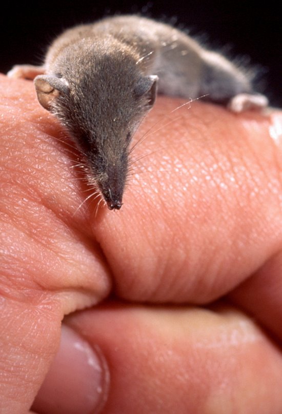 Esta musaraña encoge el cerebro en invierno para ahorrar energía