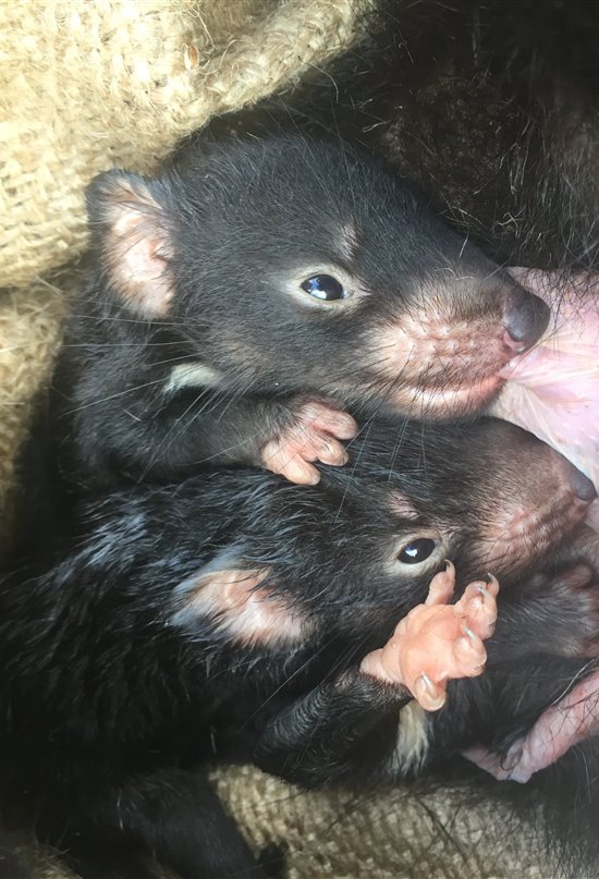 Demonios de Tasmania, una carrera contra el cáncer y la extinción