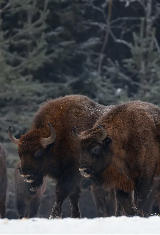 Actualización de la Lista Roja de la UICN 2020: el bisonte europeo se recupera pero 31 especies son declaradas extintas