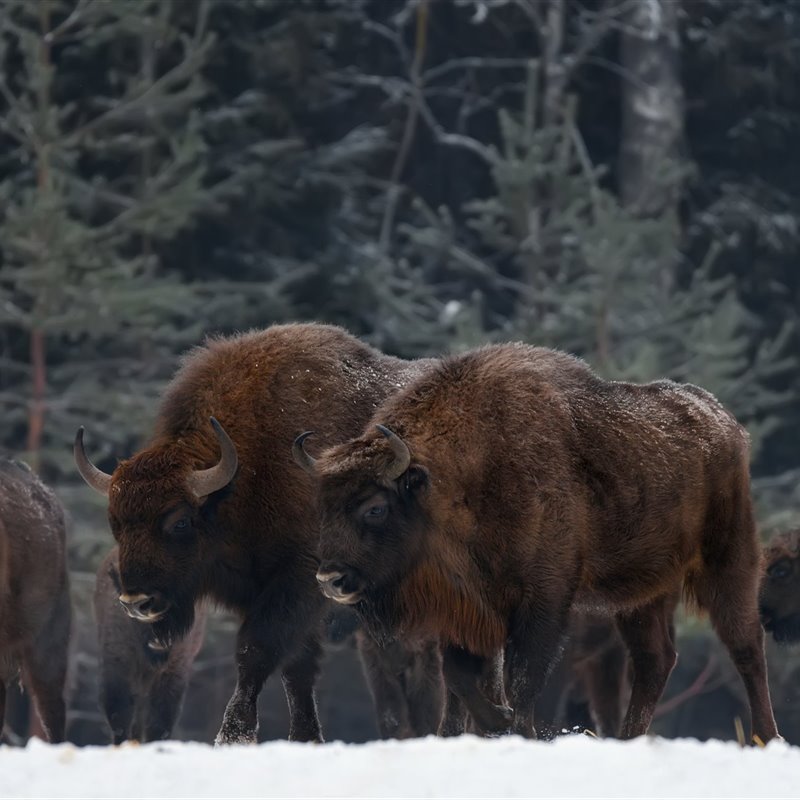 Actualización de la Lista Roja de la UICN 2020: el bisonte europeo se recupera pero 31 especies son declaradas extintas