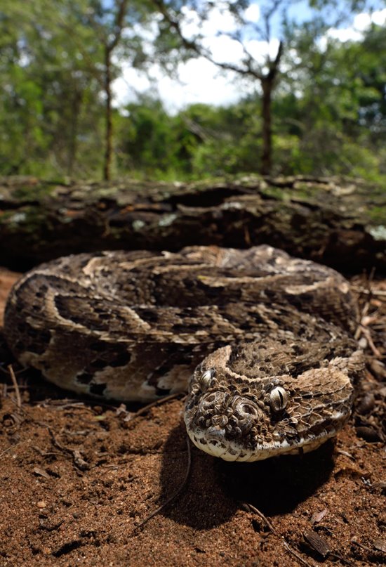 A la búsqueda de un antídoto definitivo contra el veneno de serpiente