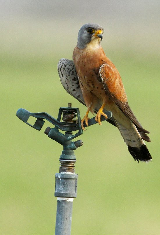 Elaborado el primer censo nacional del cernícalo primilla en España