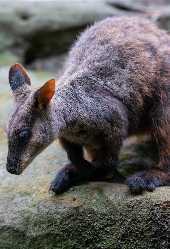 Un nuevo hogar para evitar la extinción de los Walabís