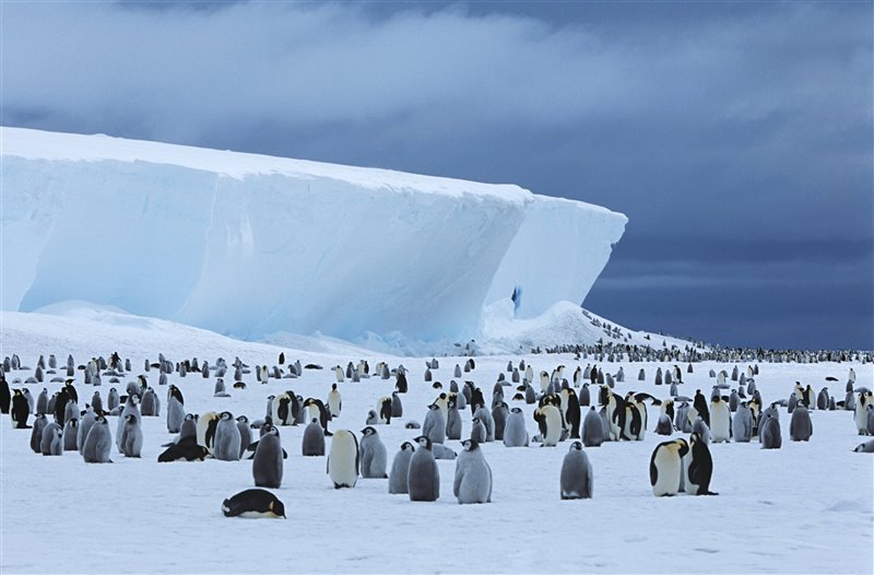 Colonia de pingüinos emperador en la Antártida.