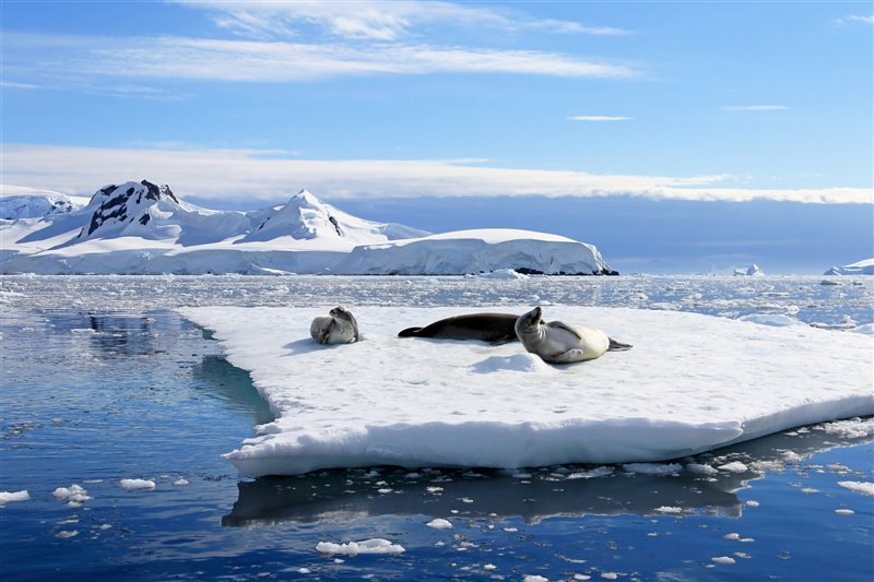 Un grupo de focas cangrejeras descansa en una placa de hielo en la Antártida.