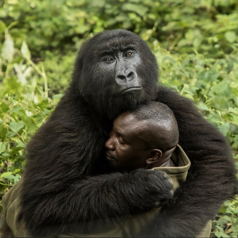 Rangers del Virunga, una vida dedicada a los gorilas