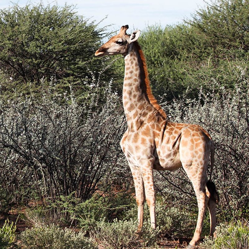 Resuelto el misterioso caso de las jirafas enanas