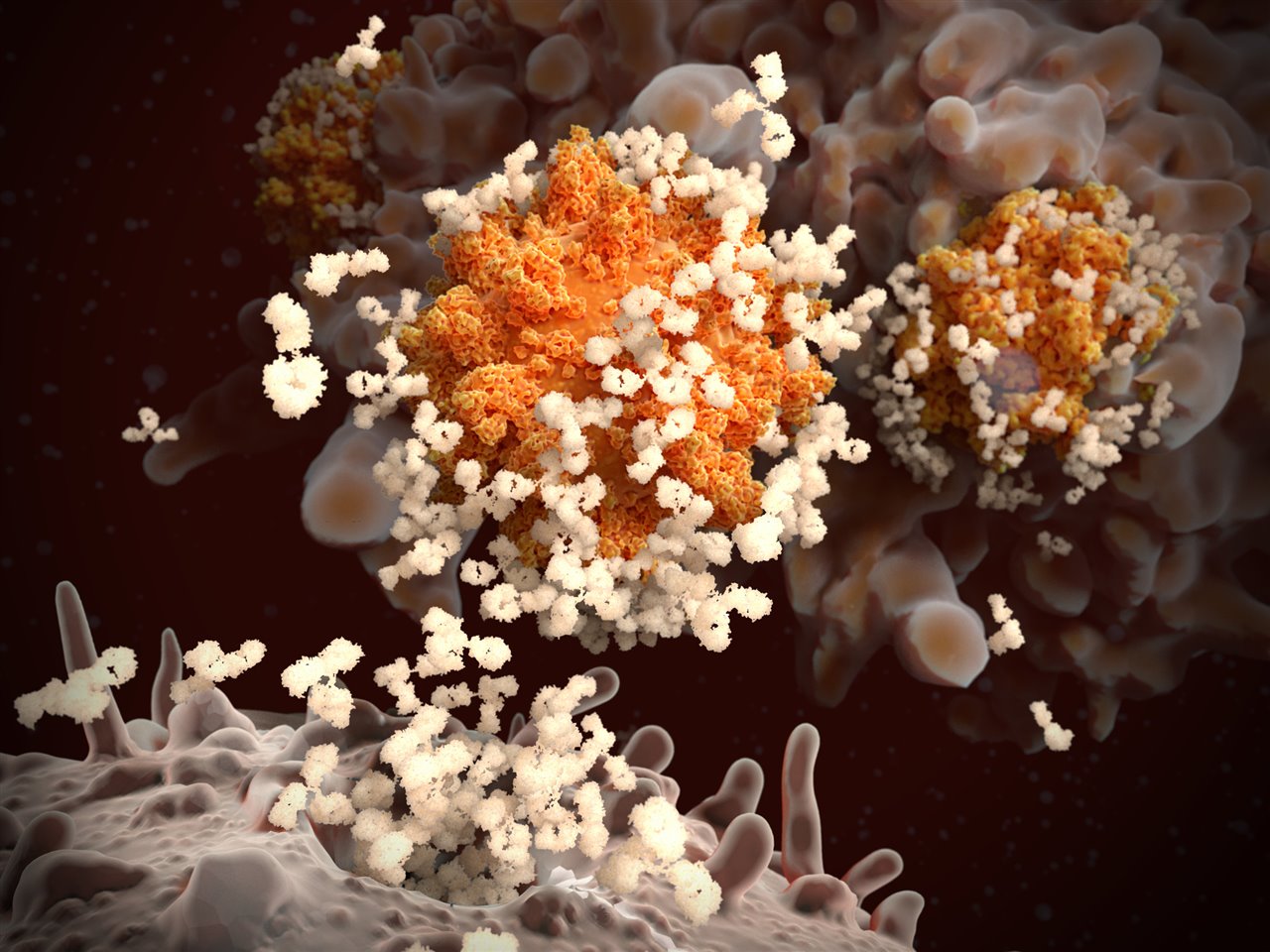 Anticuerpos liberados por linfocitos B atacan a un coronavirus que es absorbido por un macrófago