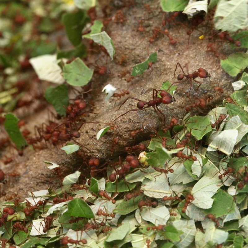 Hormigas granjeras, una fabrica subterránea de medicamentos 
