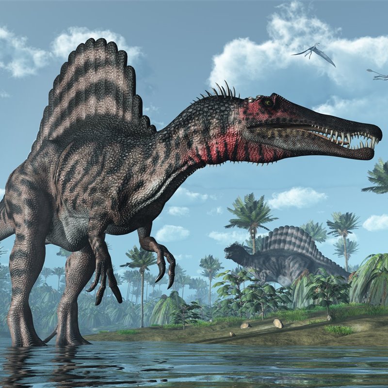 El Spinosaurus se alimentaba como un pájaro pescador, no como un reptil acuático