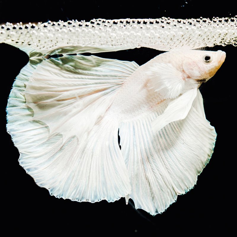 Para conquistar a una hembra, el pez luchador de Siam ("Betta splendens") construye un nido de burbujas tomando continuas bocanadas de aire en la superficie.
