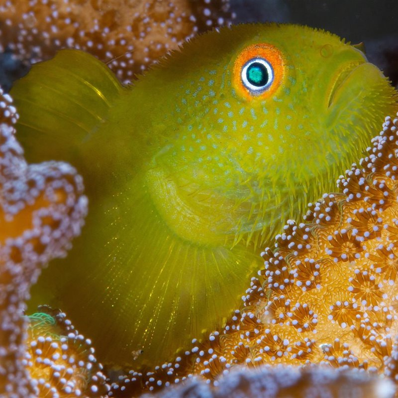 La extraña vida familiar del gobio del coral esmeralda