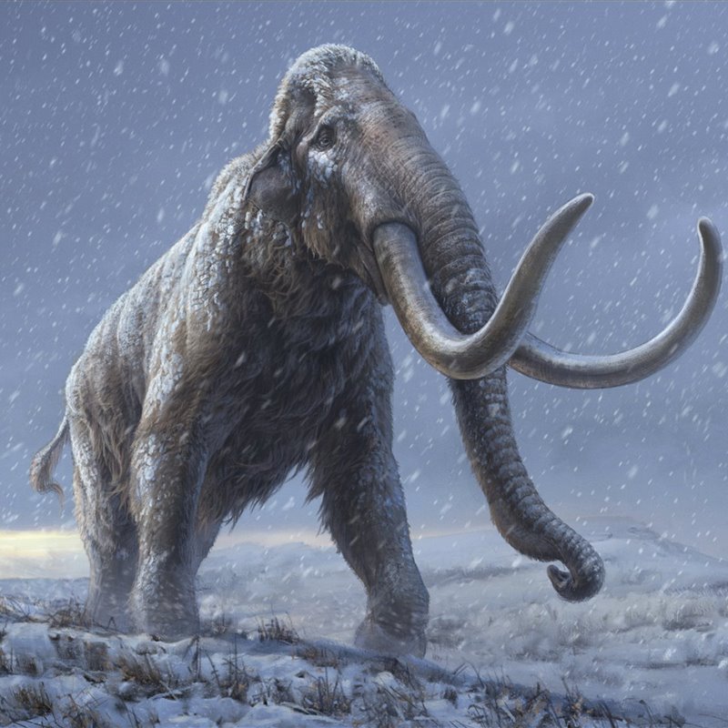 Representación artística de un mamut de las estepas