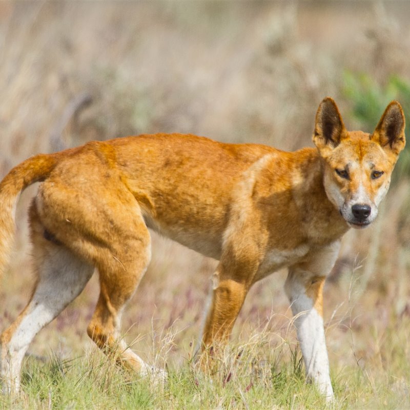 Canis lupus dingo