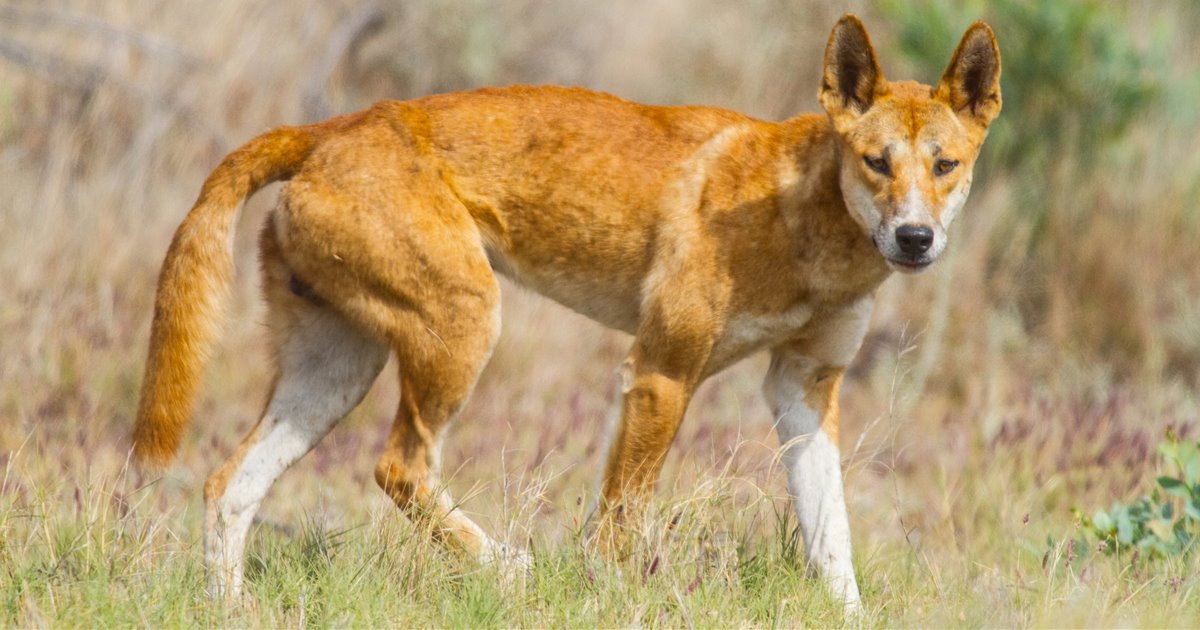 como son los dingos como mascotas