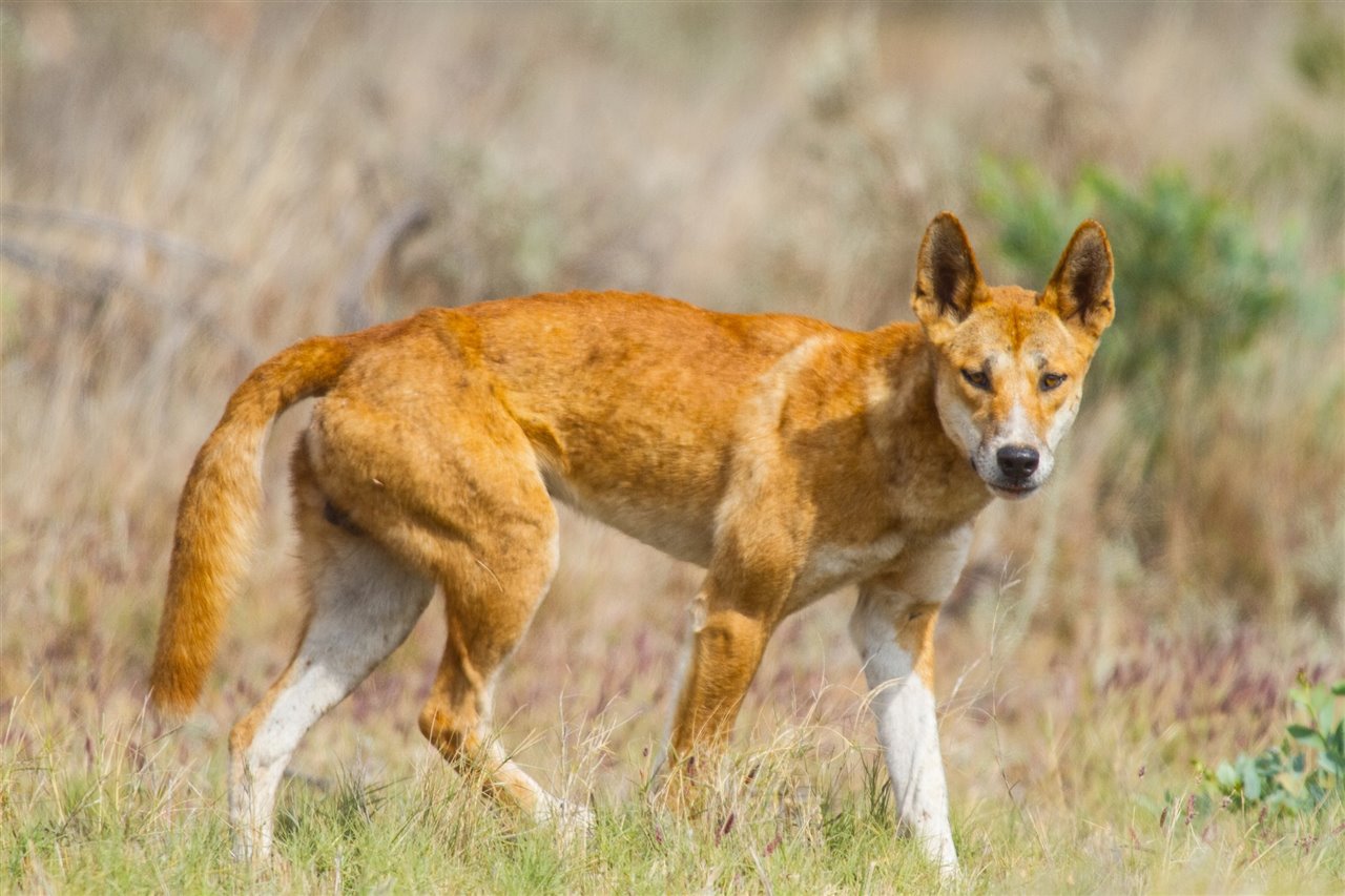 Un Dingo Domesticado