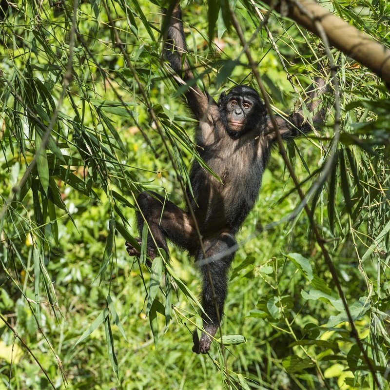 El último antepasado de los humanos trepaba y se columpiaba en los árboles como los chimpancés