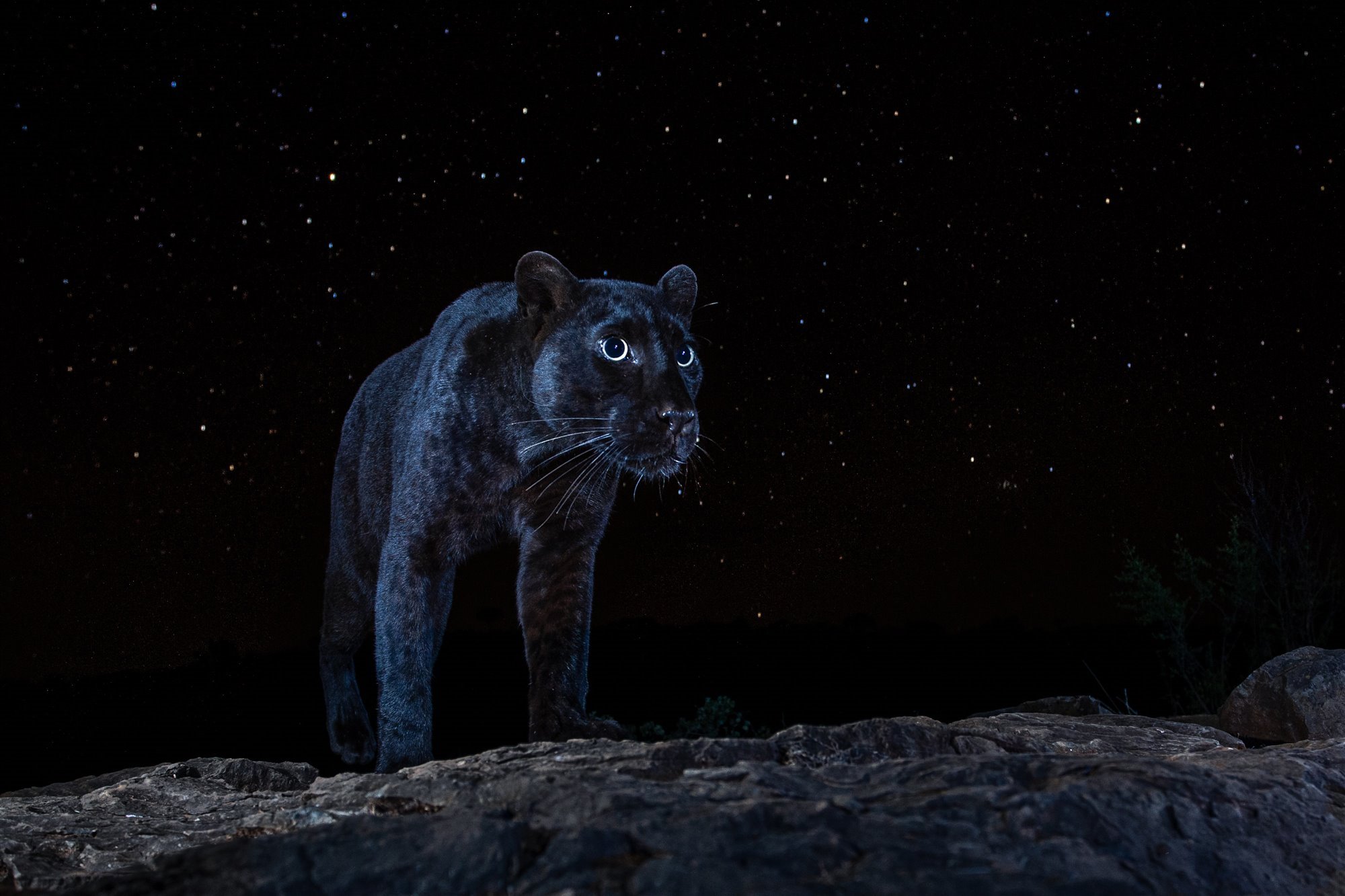 Black Leopard Under the Stars / Night of the Leopard I