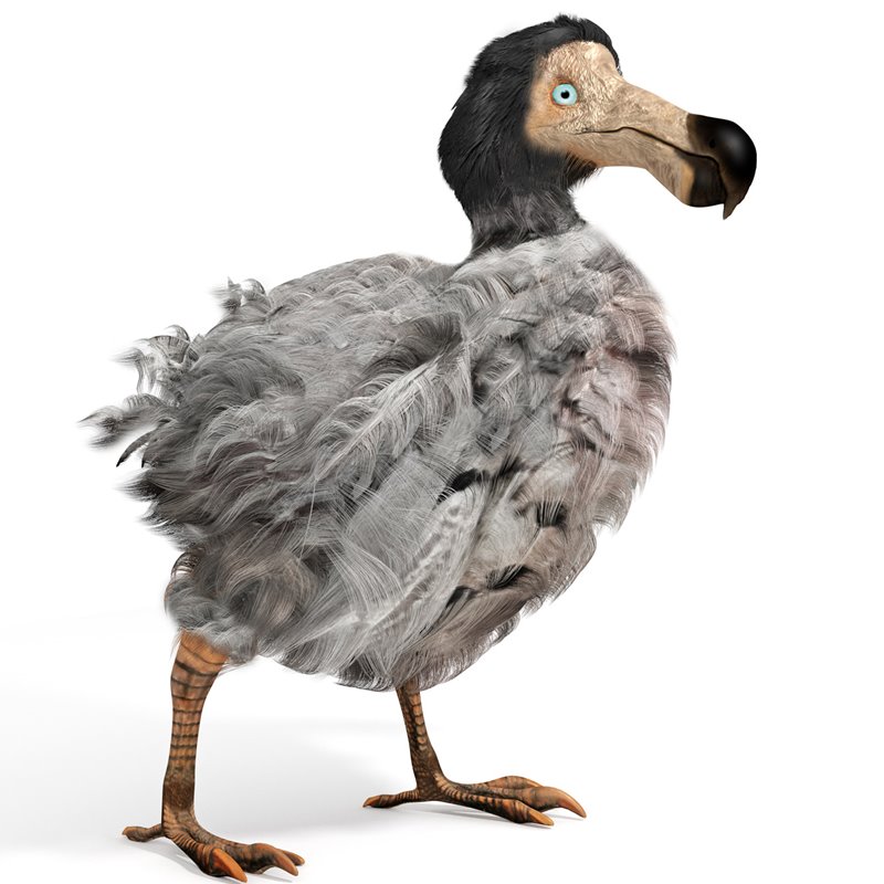 La nueva imagen del dodo