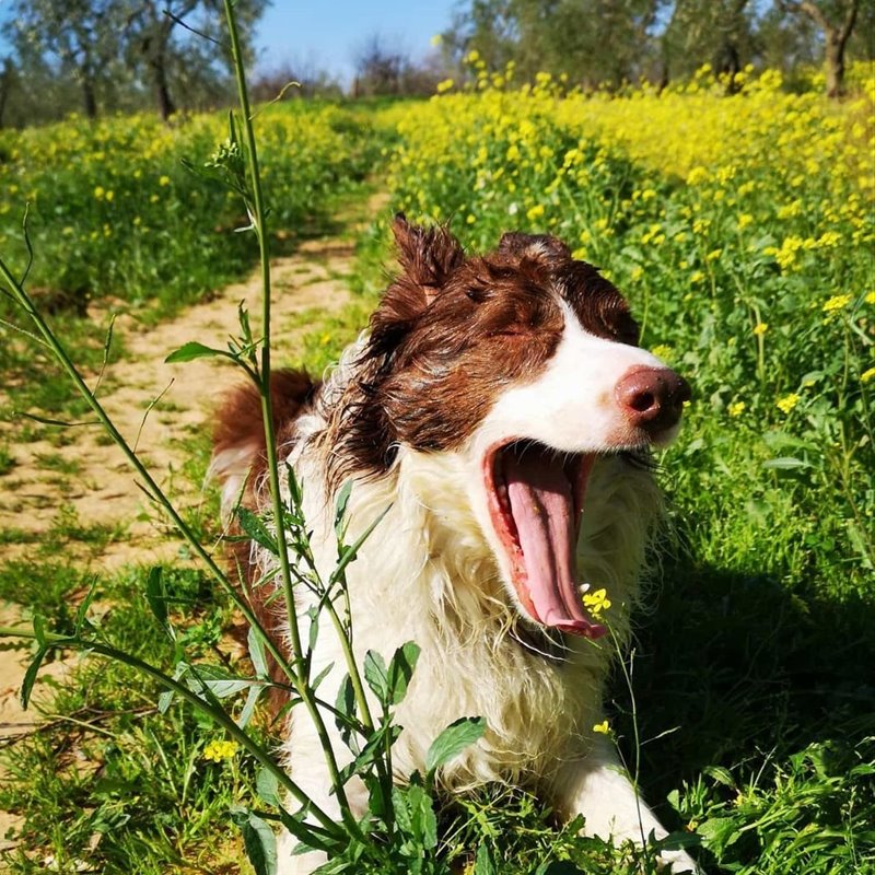 El border collie es, junto pastores alemanes, retrievers y labradores, uno de los mejores perros detectores