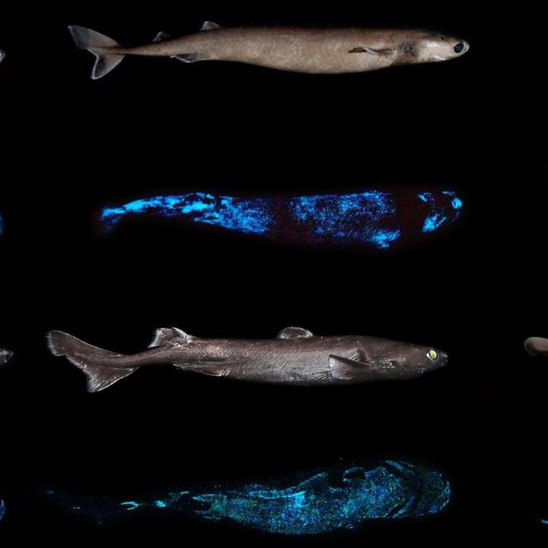 Halladas 3 nuevas especies de tiburones bioluminiscentes 