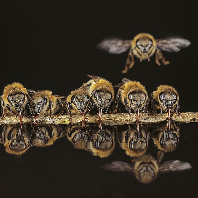 Los secretos de las abejas
