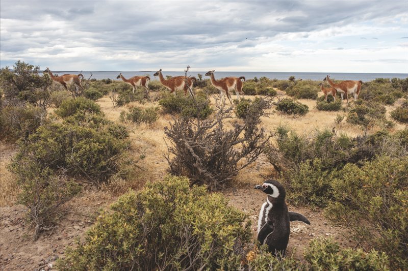 Un ejemplar de pingüino magallánico parece no inmutarse ante el paso de un rebaño de guanacos en la reserva de Punta Tombo, en la costa atlántica de Argentina. Tompkins Conservation está empezando a adquirir tierras costeras al sur de esta reserva para su proyecto de parque marino, Patagonia Azul.