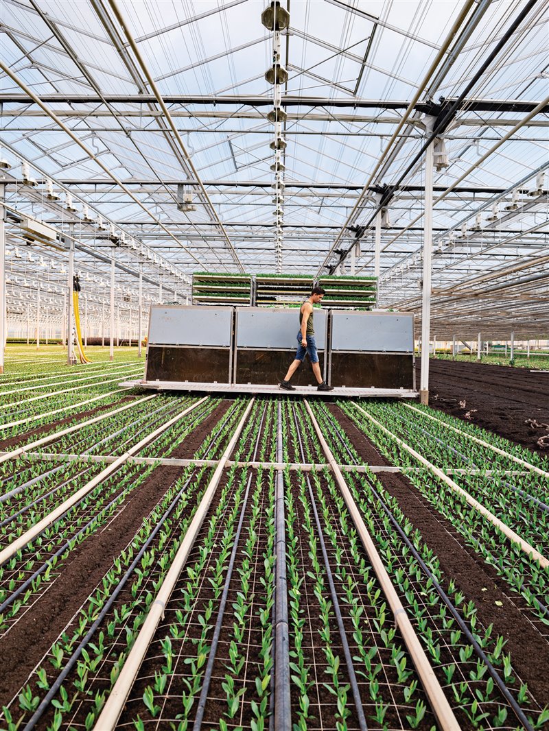 En los viveros Waalzicht de Poederoijen, en los Países Bajos, tres robots fabricados por ISO Group trasplantan cada hora 18.000 pimpollos de flores bajo supervisión de un solo empleado humano.
