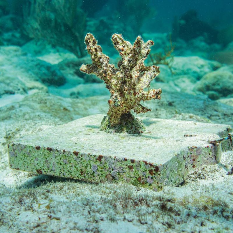 Tecnología 3D para revivir arrecifes