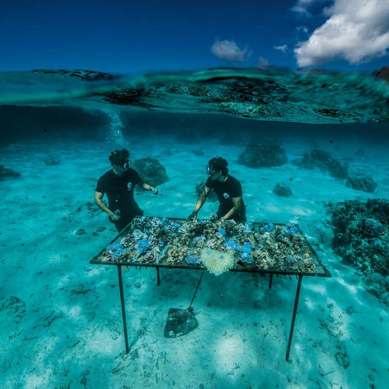 Recuperar corales
