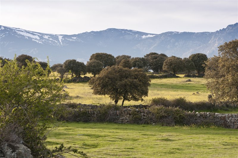 Dehesa de Navalvillar, Colmenar Viejo, Madrid.