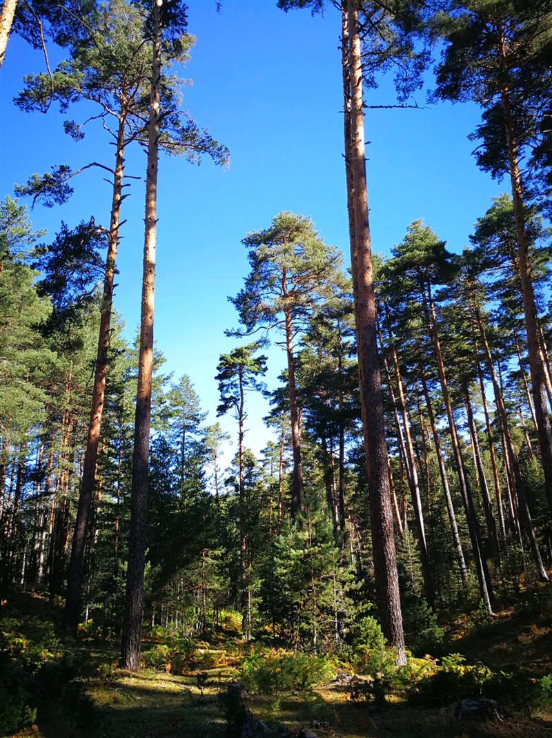 La gestión forestal garantiza la persistencia del bosque y su capacidad como sumidero. Pinar de Valsaín, Segovia.