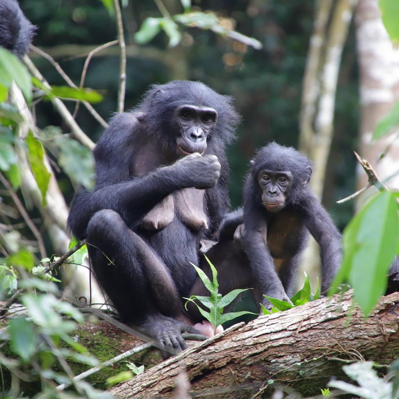 Altruismo e instinto maternal en bonobos salvajes