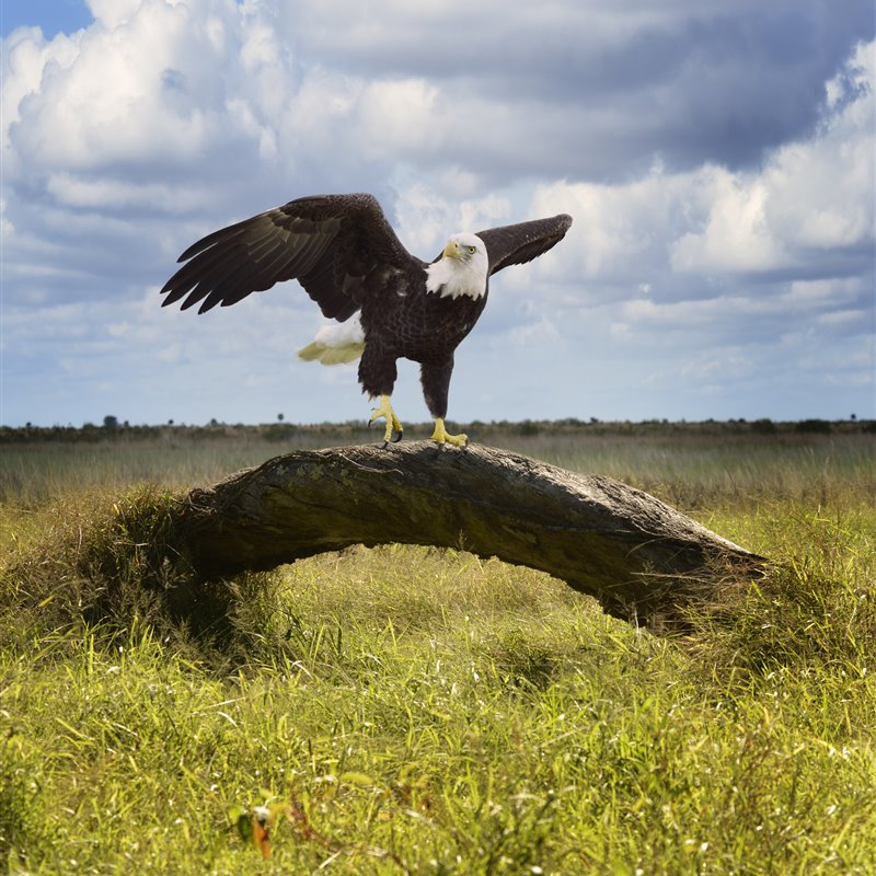 Resuelto, 25 años después, el mayor evento de mortalidad masiva documentado de águilas calvas de la historia