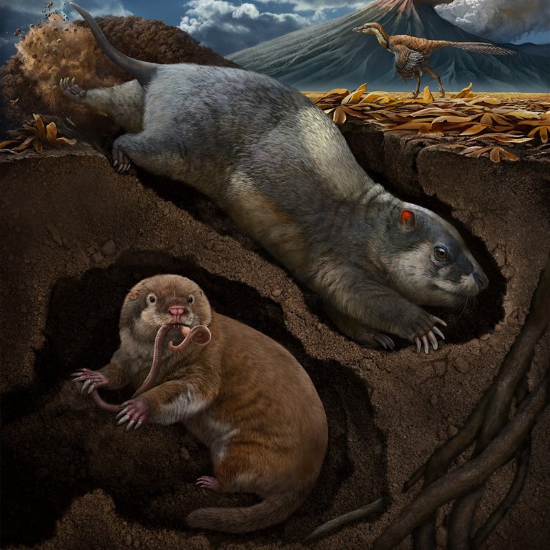 Hallados en China los fósiles de 2 nuevas y primitivas especies de animales excavadores