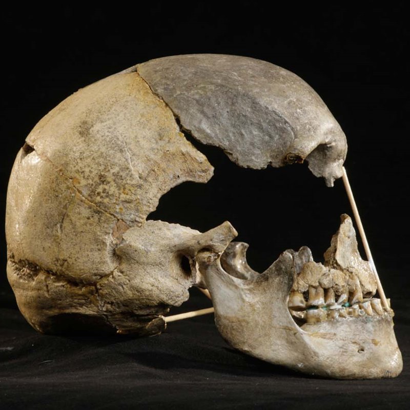 Vista lateral del cráneo casi completo de Zlatý kůň