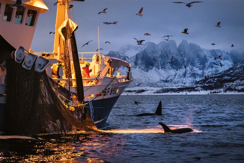 COMPARTIR EL BOTÍN. Las orcas, como los pesqueros, van tras los bancos de arenques en el Ártico noruego. Primero acorralan a los peces en apretadas esferas, mostrándoles el vientre blanco, expeliendo burbujas de aire y golpeando la superficie con la cola para aturdirlos. Los investigadores descubrieron que esta conducta es menos frecuente si en las inmediaciones hay pesqueros faenando.
