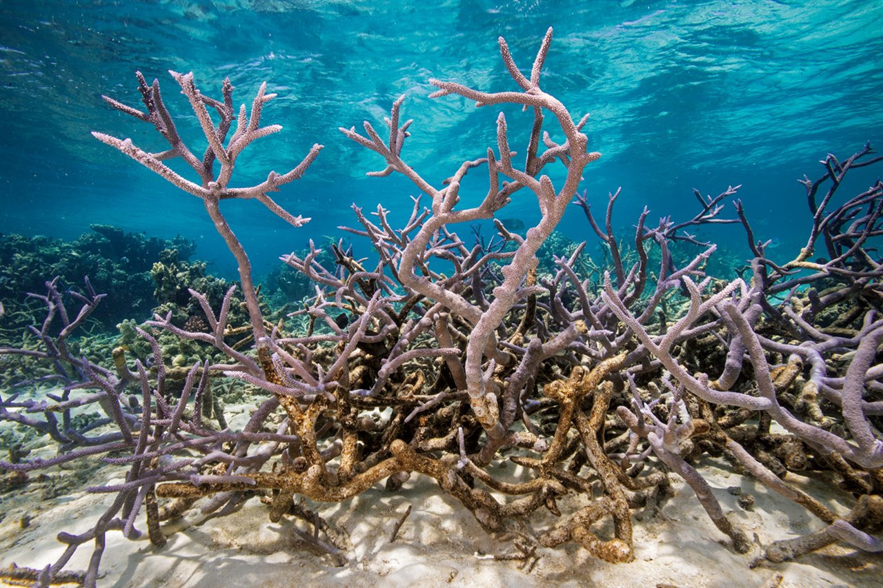 En medio de zonas muertas, los corales ramificados supervivientes se yerguen en busca del sol.