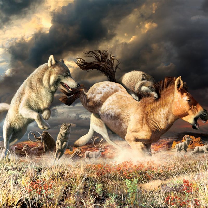 Dos lobos grises abaten a un caballo en las estepas del Yukón hace 25.000 años