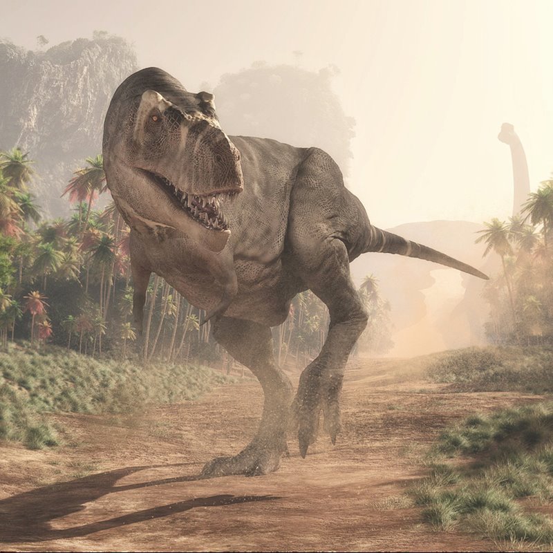 El Tyrannosaurus rex, de más de 1.000 kilos, podía alcanzar los 12 metros de longitud y los tres metros de altura.
