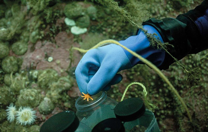 Vreni Häussermann recolecta una diminuta estrella de mar de la especie Solaster regularisy la introduce en un recipiente estanco para examinarla con posterioridad.