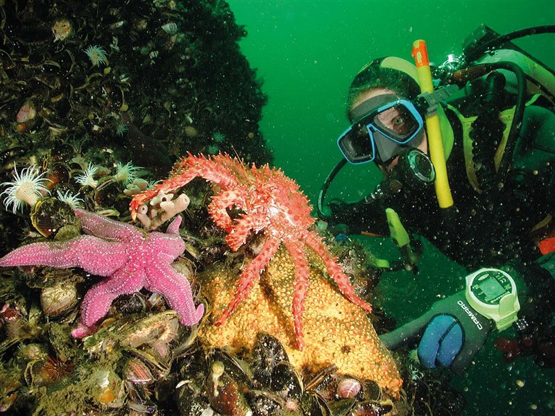 Häussermann explora la diversidad en este rincón de los fiordos donde un vistoso cangrejo real (Lithodes santolla) parece observar a una estrella de mar de la misma especie que la de arriba, pero de tonos rosados.